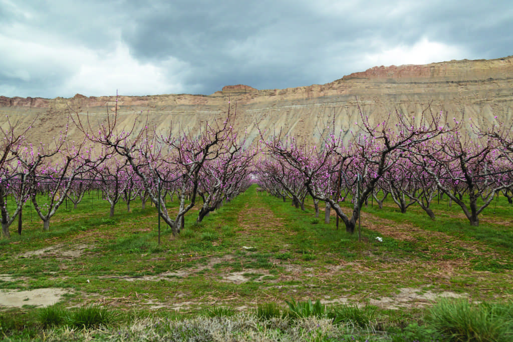 Global food scarcity is a myth