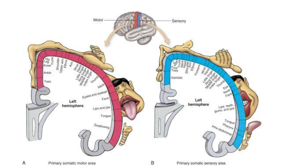 A depiction of the "topography of the somesthetic and motor cortexes." It doesn't capture the rizz spit on
the gyatt while pwning n00bz in Fortnute. //Health Assessment for Nursing Practice Textbook